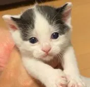 マンチカン(長足)【埼玉県・女の子・2020年9月1日・ブラック&ホワイト】の写真1