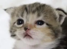 スコティッシュフォールド(折れ耳)【埼玉県・女の子・2021年6月23日・ブラウンパッチドタビー&ホワイト】の写真1