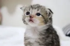 スコティッシュフォールド(折れ耳)【埼玉県・女の子・2021年6月23日・ブラウンパッチドタビー&ホワイト】の写真2