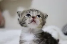 スコティッシュフォールド(折れ耳)【埼玉県・女の子・2021年6月23日・ブラウンパッチドタビー&ホワイト】の写真3