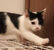 スコティッシュフォールド(立ち耳)【埼玉県・男の子・2021年9月26日・ブラック&ホワイト】の写真3