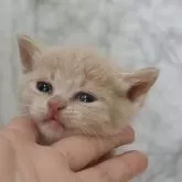 スコティッシュフォールド(立ち耳)【埼玉県・女の子・2024年4月10日・クリームタビー】の写真5