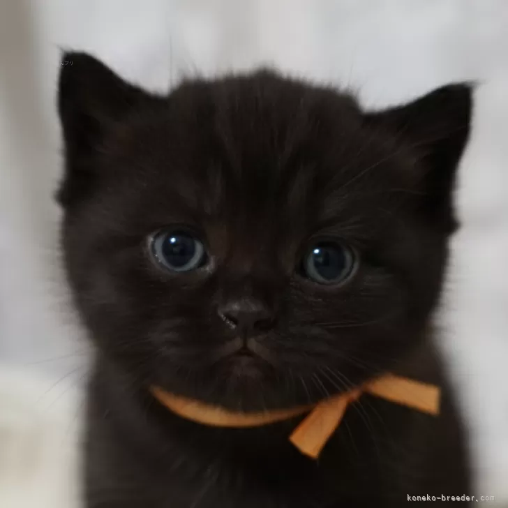 ブリティッシュショートヘア【埼玉県・男の子・2025年12月4日・ブラック】の写真1