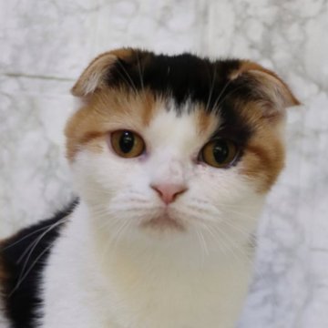 スコティッシュフォールド(折れ耳)【埼玉県・女の子・2025年5月24日・キャリコ】の写真「可愛い毛柄で可愛いお顔の女の子♥️」