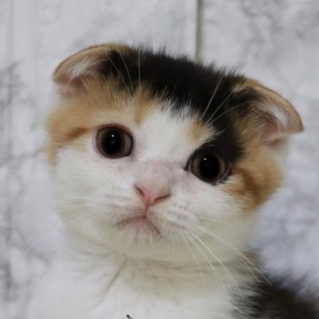 スコティッシュフォールド(折れ耳)【埼玉県・女の子・2025年5月24日・キャリコ】の写真「可愛い毛柄で可愛いお顔の女の子♥️」