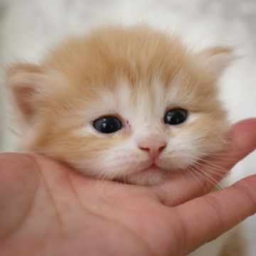 スコティッシュフォールド(立ち耳)【埼玉県・男の子・2025年11月21日・クリームタビー】の写真「優しいお顔の男の子です♥️」