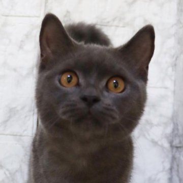 ブリティッシュショートヘア【埼玉県・男の子・2025年5月15日・ブルー】の写真「毛艶がとても美しい甘えん坊君💕」