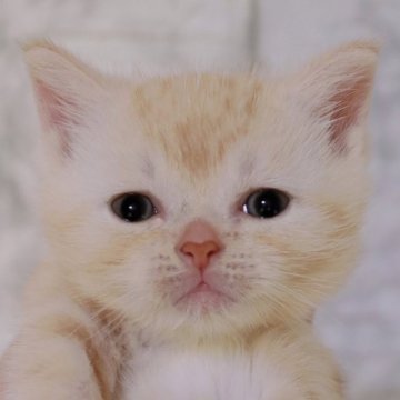 スコティッシュフォールド(立ち耳)【埼玉県・男の子・2025年10月17日・クリームタビー】の写真「困り顔の食いしん坊な男の子❤️」