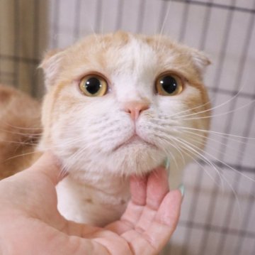 スコティッシュフォールド(折れ耳)【埼玉県・男の子・2024年9月11日・クリームタビー&ホワイト】の写真「とても甘えんぼ♥️初めて飼う方におすすめ🐱」