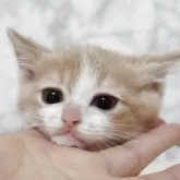 スコティッシュフォールド(立ち耳)