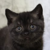ブリティッシュショートヘア