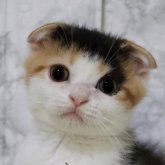 スコティッシュフォールド(折れ耳)