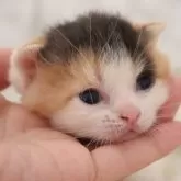 スコティッシュフォールド(立ち耳)