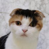 スコティッシュフォールド(折れ耳)