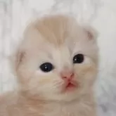 スコティッシュフォールド(立ち耳)