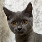 ブリティッシュショートヘア