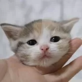 スコティッシュフォールド(立ち耳)