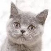 ブリティッシュショートヘア