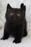 ブリティッシュショートヘア【埼玉県・女の子・2025年1月10日・ブラック】の写真2