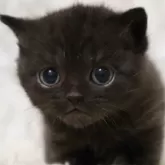 ブリティッシュショートヘア【埼玉県・男の子・2025年12月4日・ブラック】の写真2