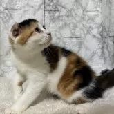 スコティッシュフォールド(折れ耳)【埼玉県・女の子・2025年5月24日・キャリコ】の写真3