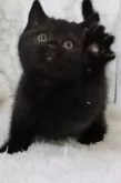 ブリティッシュショートヘア【埼玉県・女の子・2025年1月10日・ブラック】の写真3