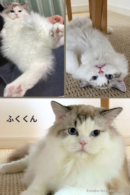 葛城真来ブリーダーのブログ：当猫舎の卒業生を紹介🐾