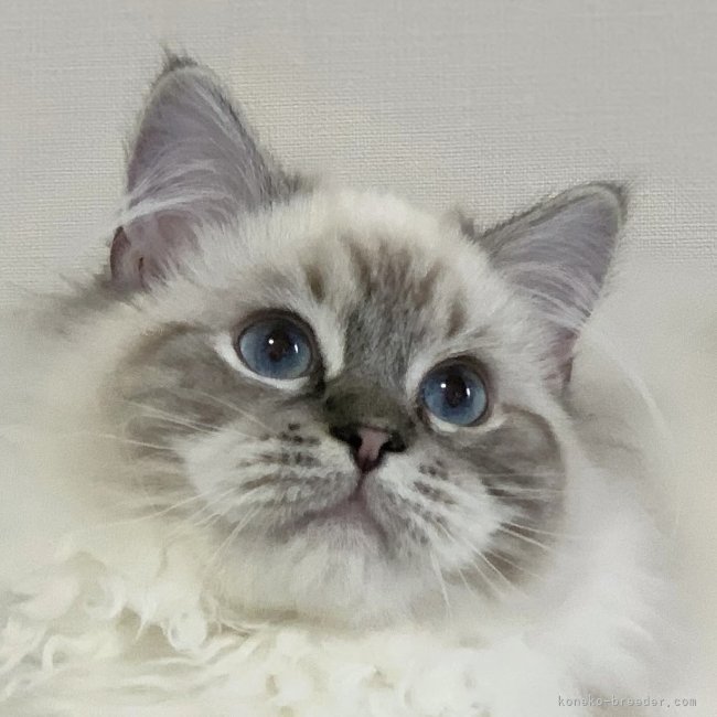 ラグドール【・女の子・2024年9月21日・シールリンクスポイントミテッド】