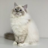 ラグドール【・女の子・2024年9月21日・シールリンクスポイントミテッド】