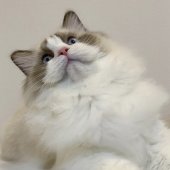 ラグドール【・男の子・2024年8月31日・シールポイントバイカラー】