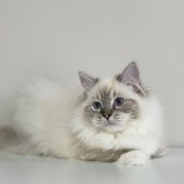 ラグドール【・女の子・2024年9月21日・シールリンクスポイントミテッド】