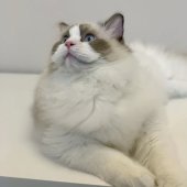 ラグドール【・男の子・2024年8月31日・シールポイントバイカラー】