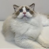 ラグドール【・男の子・2024年8月31日・シールポイントバイカラー】