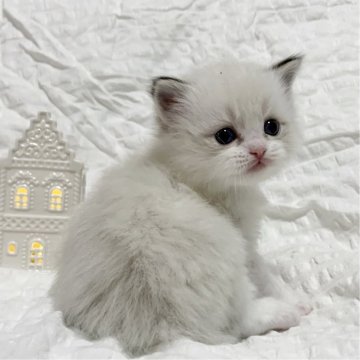 ラグドール【福岡県・男の子・2025年11月14日・シールリンクスポイントバイカラー】の写真「おもちみたいに柔らかぷくぷくです🤍」