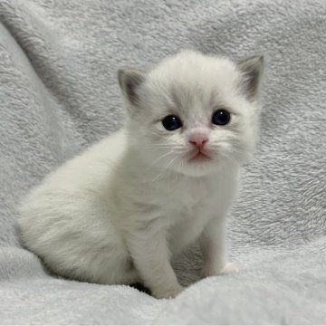 ラグドール【福岡県・男の子・2025年11月14日・シールリンクスポイントバイカラー】の写真「おもちみたいに柔らかぷくぷくです🤍」