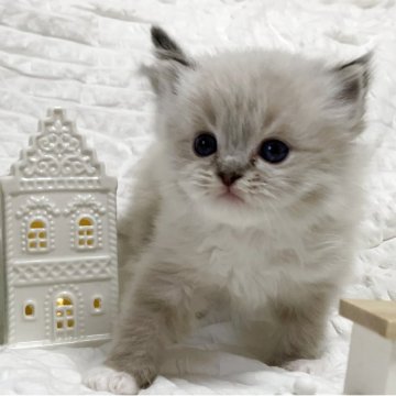 ラグドール【福岡県・男の子・2025年11月14日・シールリンクスポイントミテッド】の写真「ぴのままカラーの男の子🤎」