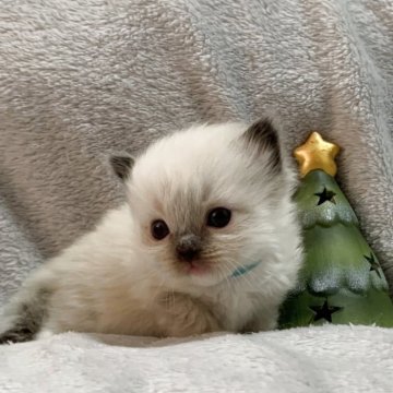 ラグドール【福岡県・男の子・2025年11月14日・シールポイントミテッド】の写真「口元ふっくら♡」