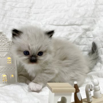 ラグドール【福岡県・女の子・2025年11月14日・シールリンクスポイントミテッド（柔らかく軽やかな毛質）】の写真「まんまるお顔のくまさんみたい🐻」