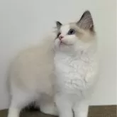 ラグドール【福岡県・女の子・2025年1月21日・シールポイントバイカラー】の写真2