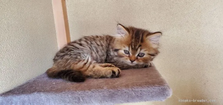 ID：2006-01367の子猫