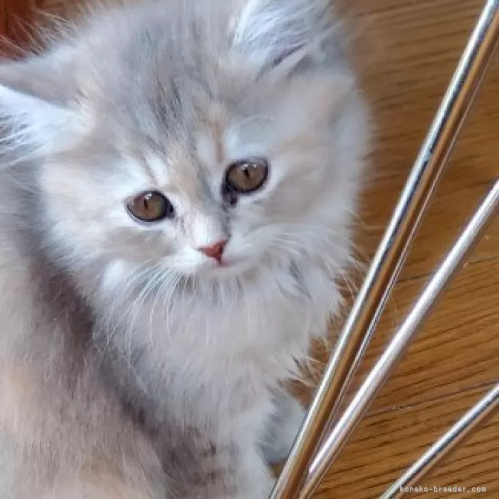 ID：2406-00135の子猫