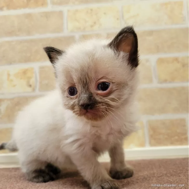 ID：2402-02450の子猫