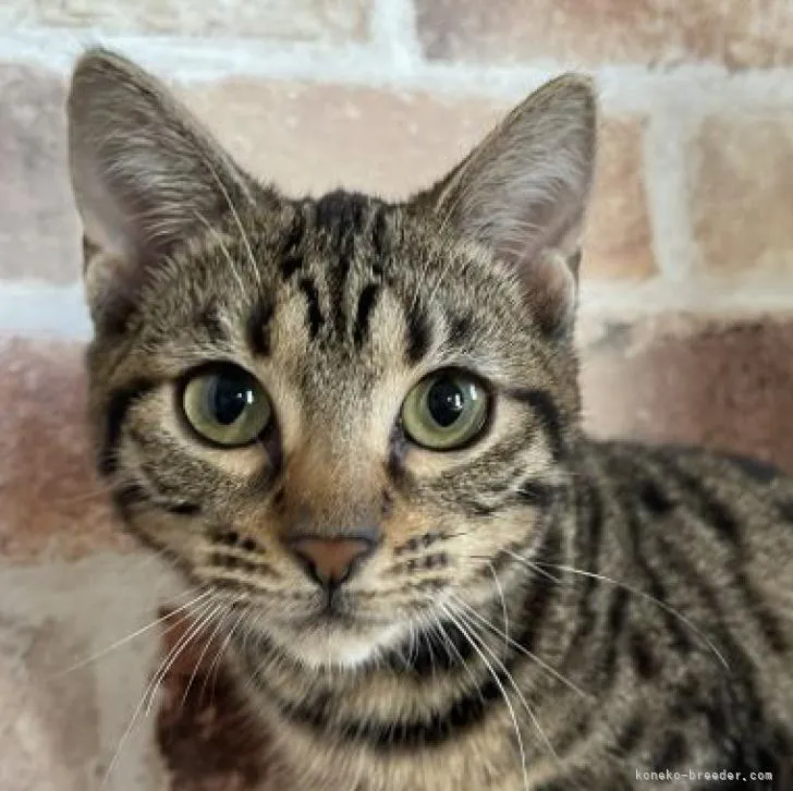 ベンガル【東京都・女の子・2022年9月17日・ブラウンスポテッドタビー】の写真1「隅々まで美人✨」