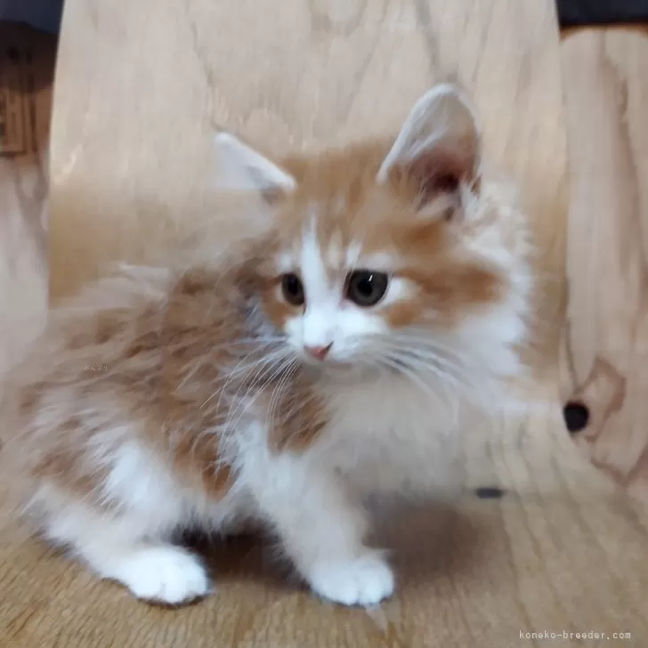ID:2312-02880の子猫