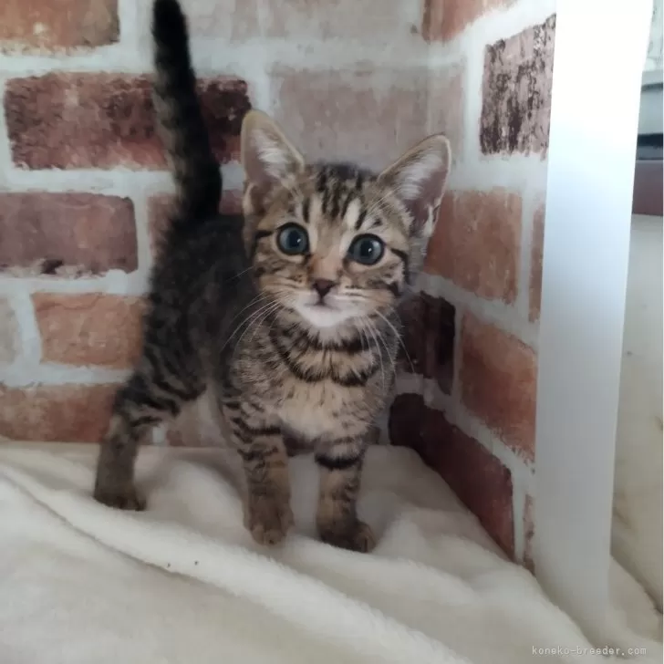 ID:2401-02068の子猫