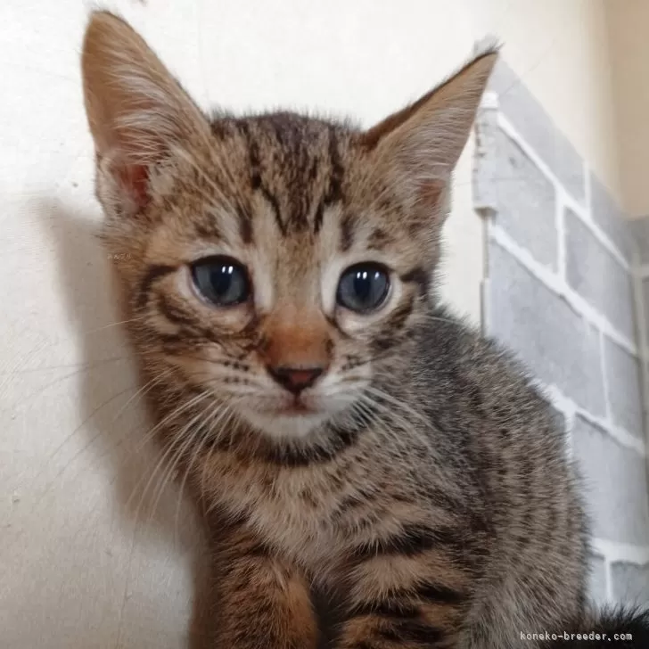 J.H 様のお迎えした子猫