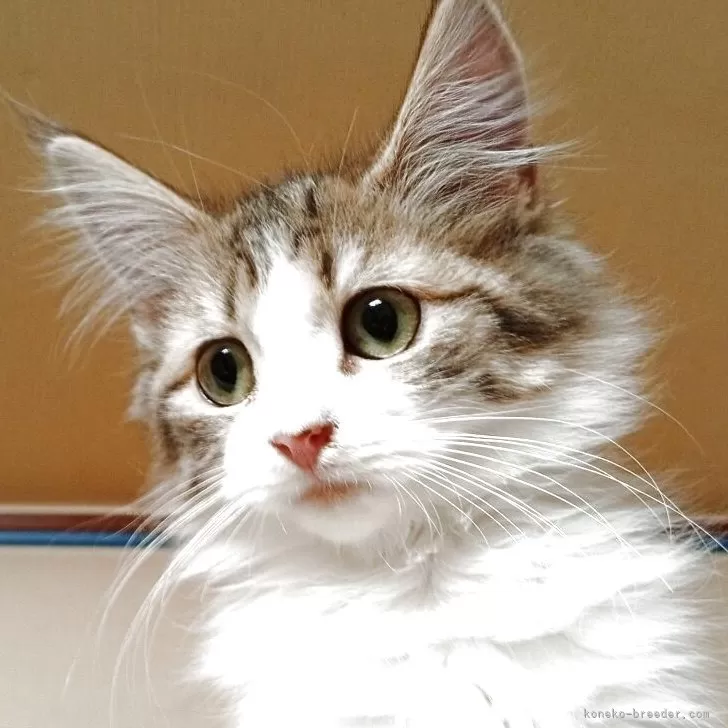 ノルウェージャンフォレストキャット【東京都・男の子・2025年6月1日・ブラウンタビー&amp;ホワイト】の写真1