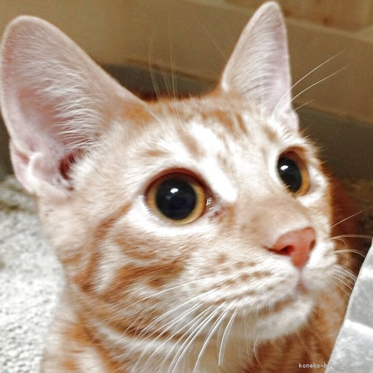 ブリーダー画像