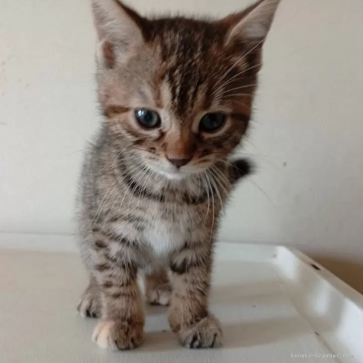 ID:2503-01918の子猫