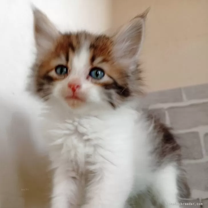 ID：2506-02936の子猫